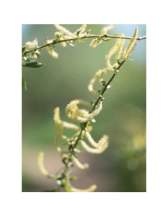 Rausch Tretmantski regenerator u spreju s korom vrbe za masnu perut 2