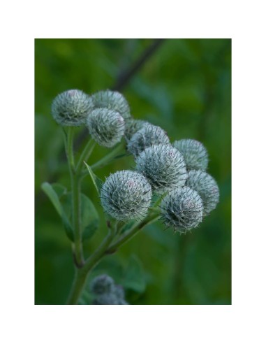 Rausch Originalna tinktura protiv ispadanja kose