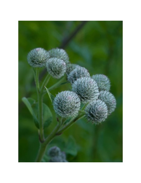 Rausch Originalna tinktura protiv ispadanja kose