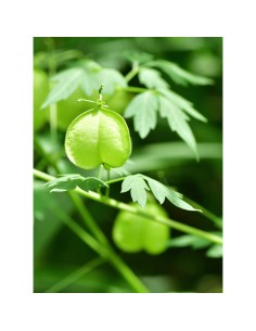 Rausch Serum za osjetljivo vlasište s ekstraktom Halicacabum 2