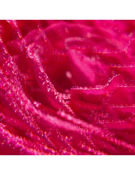 Roger & Gallet Rose Mirisna vodica Ruža Roger & Gallet Rose Mirisna vodica Ruža