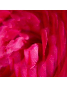 Roger & Gallet Gingembre Rouge krema za ruke Crveni đumbir 2