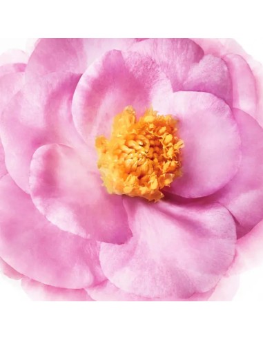 Nuxe Hranjiva maska za kosu prije šamponiranja Nuxe Hranjiva maska za kosu prije šamponiranja