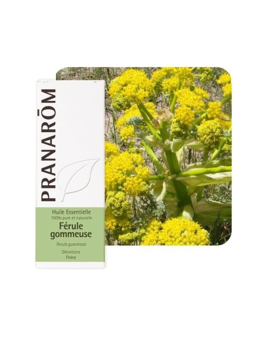 Pranarom Eterično ulje GALBANUM