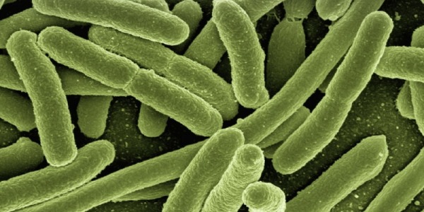Bakterije u hrani