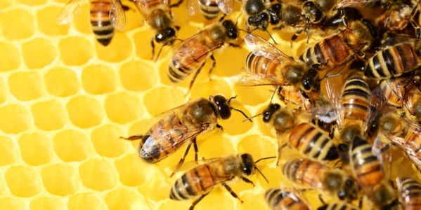 Pčelinji  proizvodi